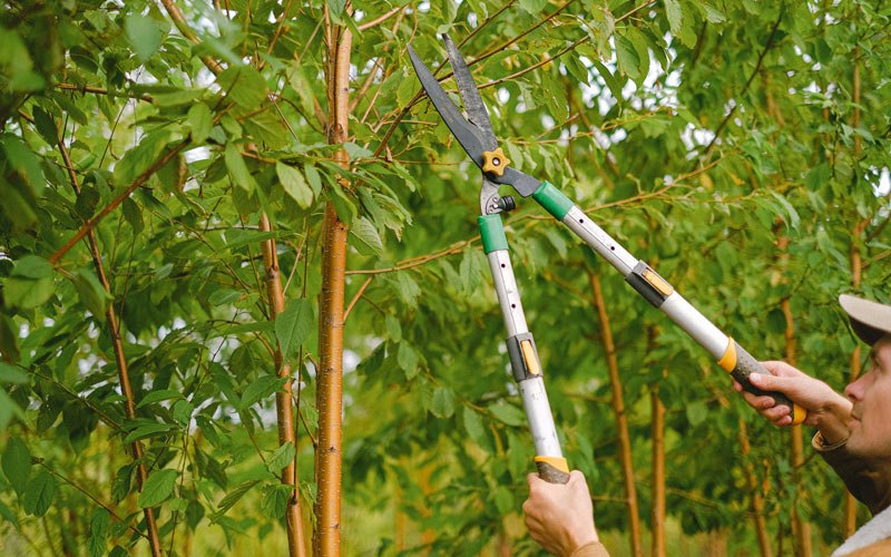 Tree trimming in Butte, ND